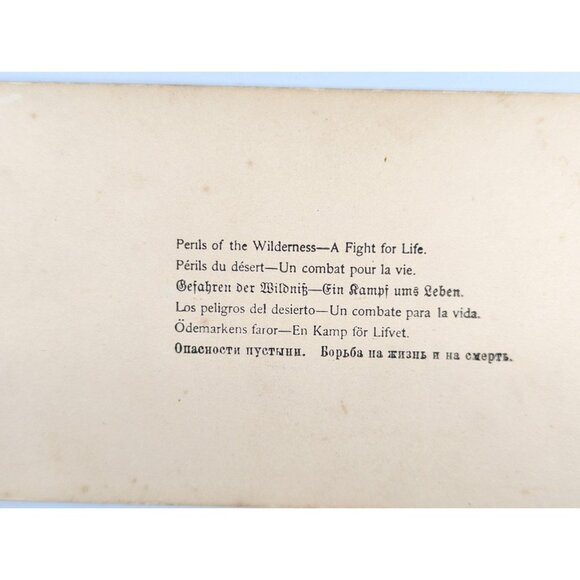 Antique Stereoview card of a Bear Attack "Perils of the Wilderness" Prize - Picture 9 of 9